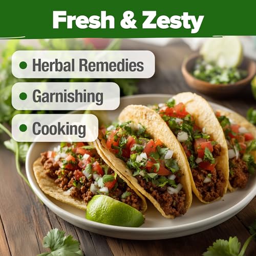 Image of HOME GROWN Non GMO 500+ Cilantro Seeds (Fast Growing) Heirloom Coriander Seeds for Planting Indoors & Outdoors Santo Cilantro Herb for Kitchen Garden, High Germination