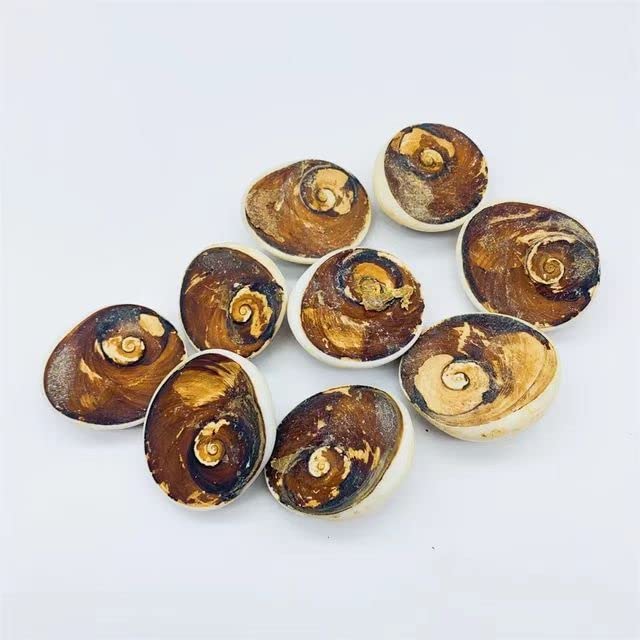 Cristaux de quartz naturel et coquille de soleil pour une décoration de salon zen et élégante