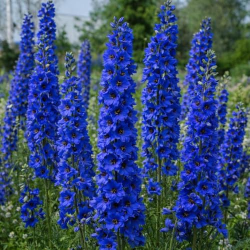 500+ Blue Larkspur Seeds - Giant Imperial Blue Flower Seeds for Planting - Non-GMO Heirloom Annual Wildflowers for Home Cutting Gardens