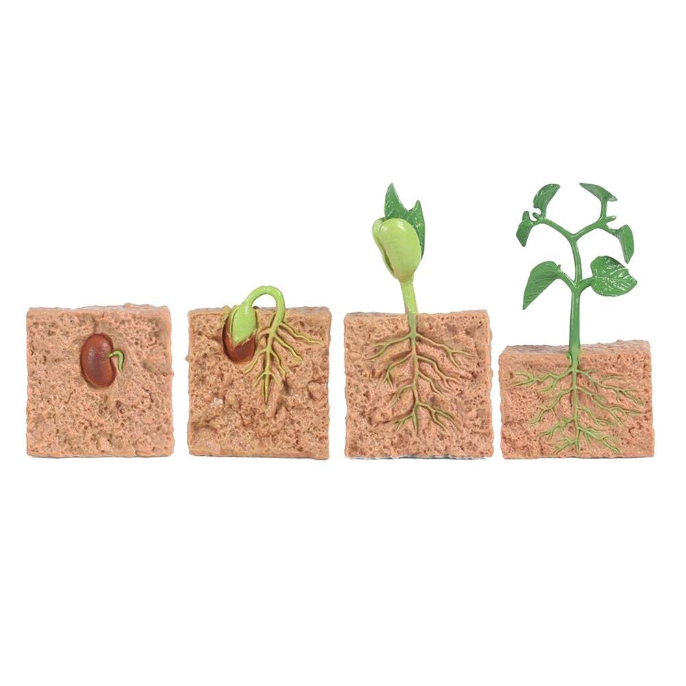 Vroomoto Plant Life Cycle Educational Toys Science Learning Toys Nature Exploration Toy Realistic Figurines for Teachers Lessons Preschool with Seed Seedling Growth Model (plant)