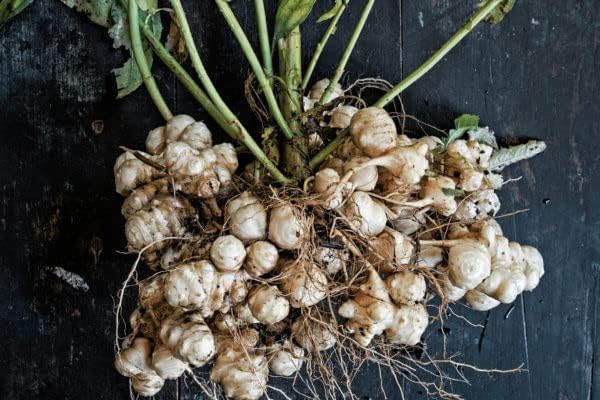 Five Pounds of Fresh Jerusalem Artichoke Tubers | Sunchokes by Greenhouse PCA | Fresh Sunchoke Bulbs for Eating or Planting