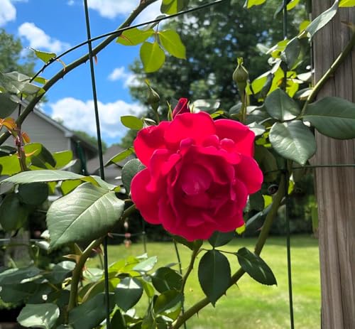 Image of Climbing Rose Hybrid Seeds Pack - Large Flowers- 70 Easy-to-Grow Seeds for Vibrant Blooms, Suitable for All Indian Climates (RED)
