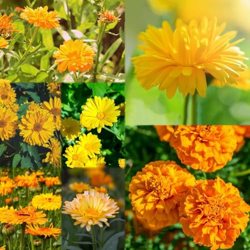 semillas de caléndula - de primavera del prado semillas decorativas balcón con cama elevada jardín 55pcs