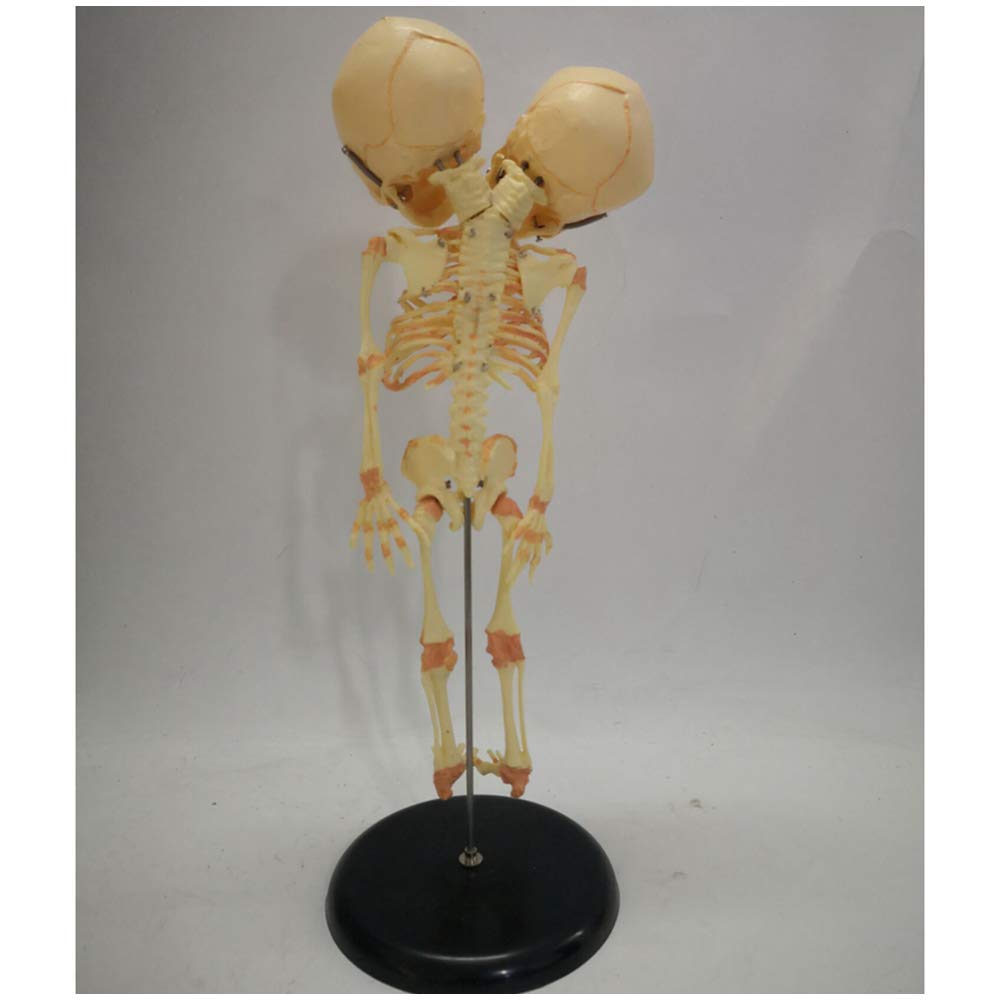 Modello di Scheletro fetale - Modello anatomico di Scheletro Infantile - Modello didattico Scheletro fetale in Materiale PVC - Modello didattico per Display di Studio