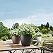 Lechuza 13190 Classico 28 Self-Watering Planter for Indoor and Outdoor Use, 11