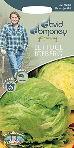 Mr Fothergills - Vegetable - David Domoney Lettuce Iceberg - Balmoral - 500 Seeds