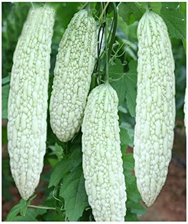 Garden Delight: White Bitter Gourd Balsam Pear Bitter Melon Seeds – A Flavorful, Vibrant Addition to Your Vegetable Patch!插图