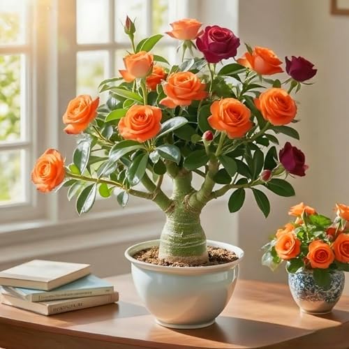 Los bulbos de rosa del desierto son coloridos y perfectos para la decoración de jardines.-1Bulbos-X