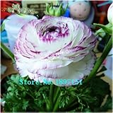 100 PCS/Bag Ranunculus seeds Flower Seeds For Home & Garden DIY Plants Persian Buttercup Seed Flower Bulbs Original Packaging
