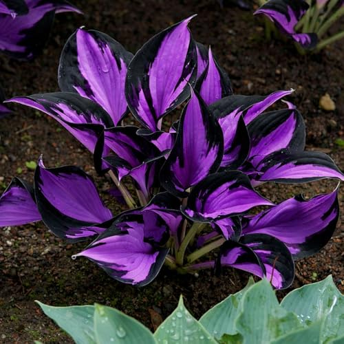 305+ Hosta Seeds for Planting - Beautiful Bold Foliage for Garden Borders and Shaded Areas - Hardy Perennials Non-GMO Heirloom Seed