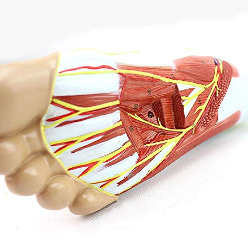 Modèle d'anatomie du pied pour comprendre la hiérarchie médicale