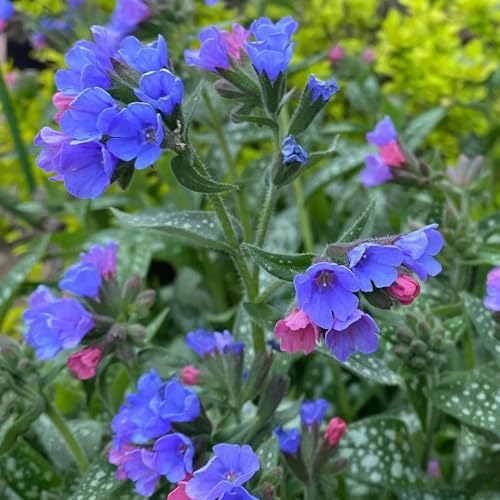 Lungwort Seeds, Low-Maintenance Perennial, Mixed Border Companions, Garden Backdrop Accents 100pcs