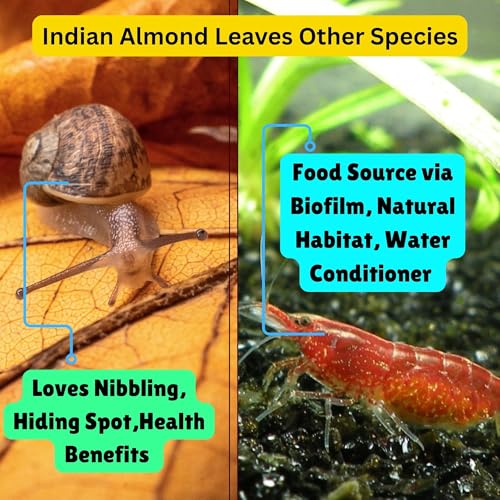 Image of 50 Pcs Indian Almond Catappa Leaves 6 inch for Axolotl Aquariums - Natural Leaf Litter, Aquarium Botanicals, Tank Accessories & Habitat Decor