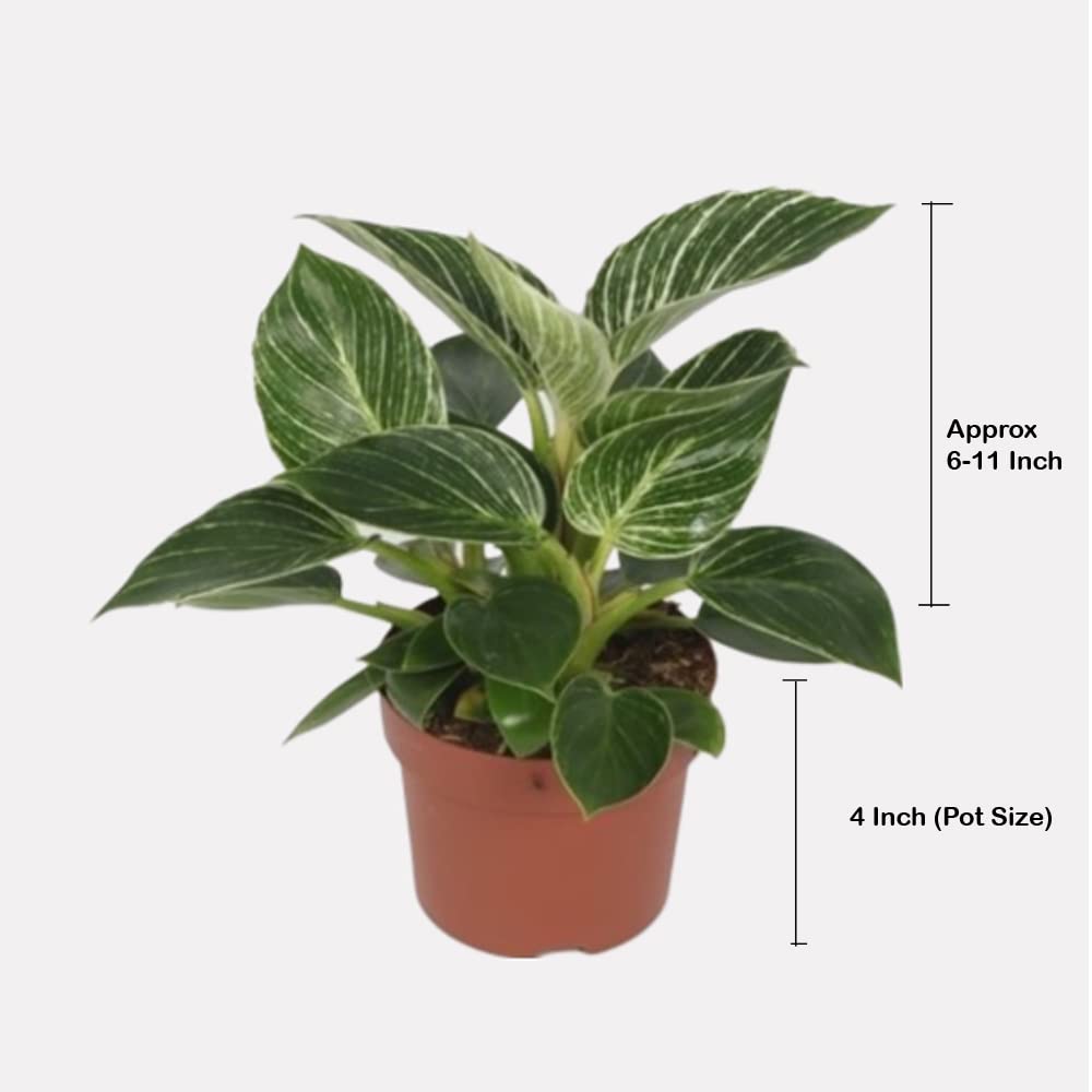 Rare Philodendron Birkin Plant - White Fern -3 Rare Philodendron Birkin Plant - White Fern -3