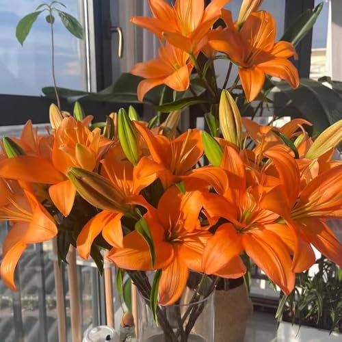 bulbi di giglio resistenti perenni - giardino 2pcs