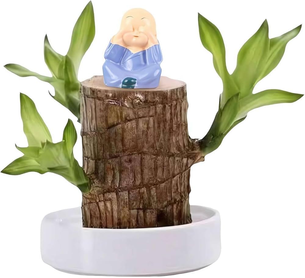 Lucy wood plant, Brazil lucky wood plant indoor brazilian good luck plant 1 live plant-image-12