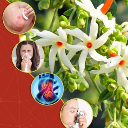 Image of GROWHEAVEN Indoor Outdoor Live Flowring Harsingar Parijat Plant With Medicinal Health And Bloomig Quailty With Plastic Pot Home & Garden Decore (HARSINGAR FLOWER PLANT)