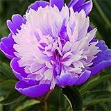5 Sorten chinesischer Pfingstrose/Pfingstrose Garten blumen Pfingstrosen pflanzen winterhart Freilandpflanzen / 2 Rhizom-5