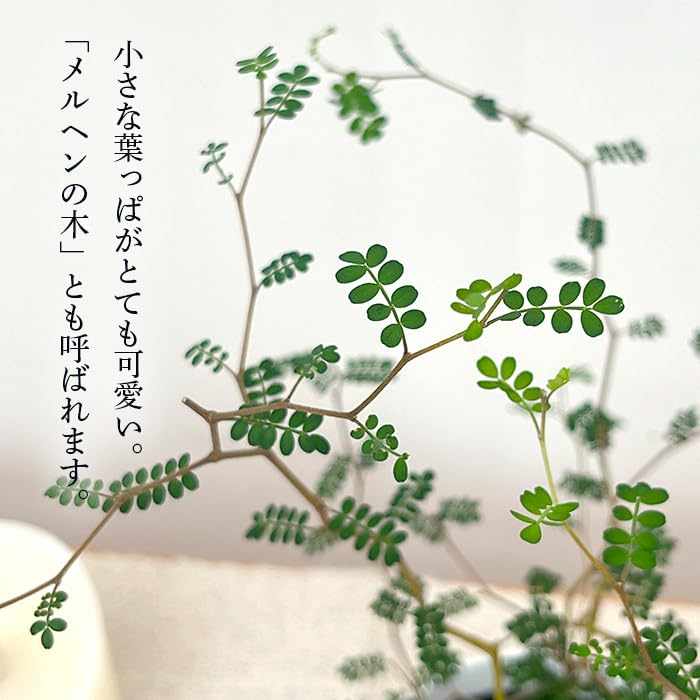 Amazon｜【置くだけで絵になるメルヘンの木】 観葉植物 cot ソフォラ