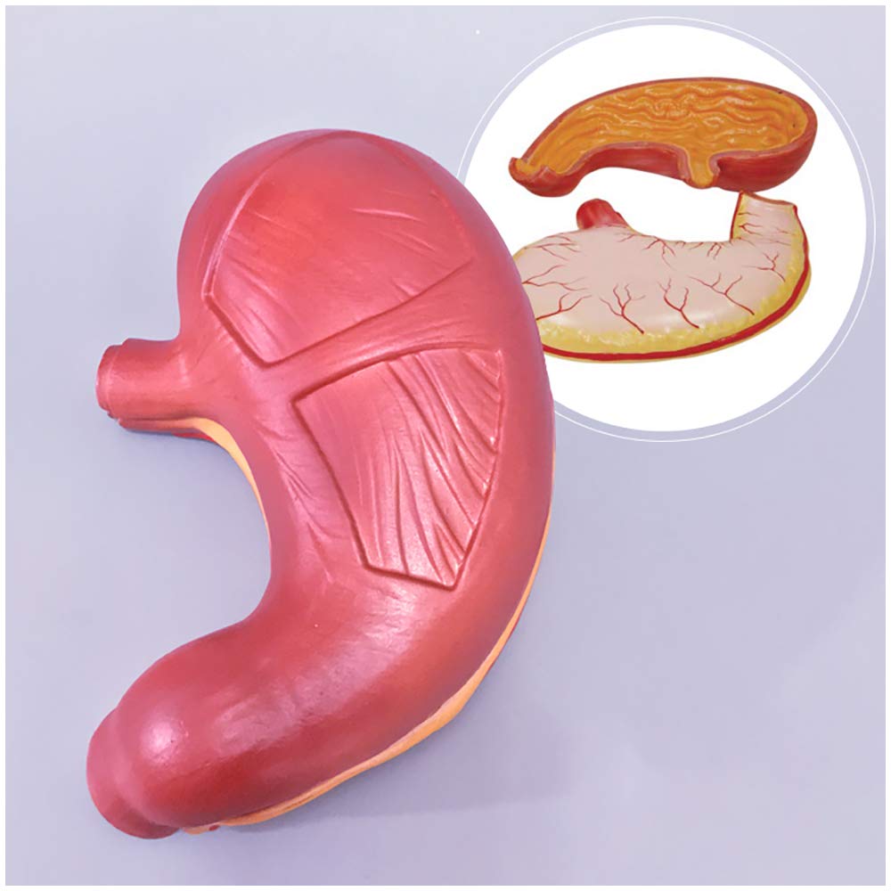 Sjdopulse Stomach Model - Human Organ Anatomical Model Stomach Anatomy Model - Medical Anatomical Gastrointestinal Human Stomach Wall Mucosa Esophagus Digestive System Model