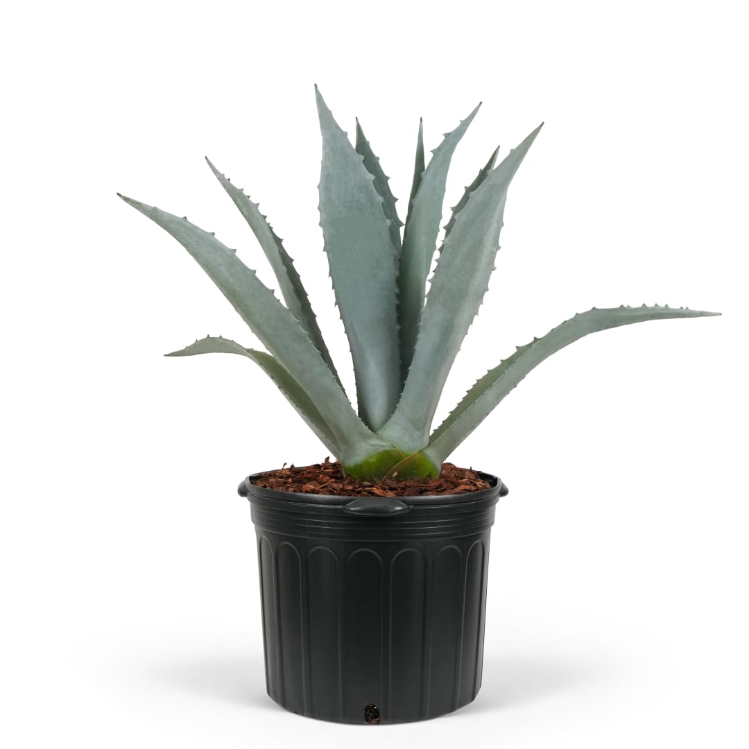 Amazon.com : Eureka Farms Century Plant, Super Blue Agave