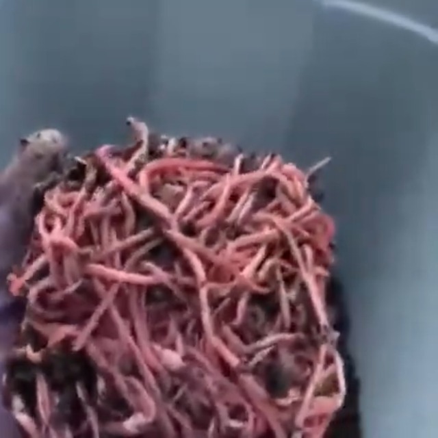 weirdo WRD-22-AW-05 WORM BRAZAR ロゴワッペン付き 楽天市場】WEIRDO ウィアード 長袖 バインダ-ーネック Tシャツ FLAME