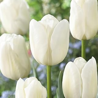 Tulip Bulbs-Tulip White Dream x20 Bulbs -Tulip Bulbs for Gardens for Planting - Spring Flowering Bulbs - Ready to Plant Now - Autumn Planting Flowers Bulbs