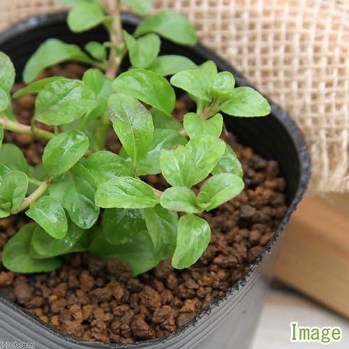 Amazon Co Jp 観葉植物 ハーブ苗 ミント ペニーロイヤルミント ３号 １ポット 虫除け植物 家庭菜園 Diy 工具 ガーデン