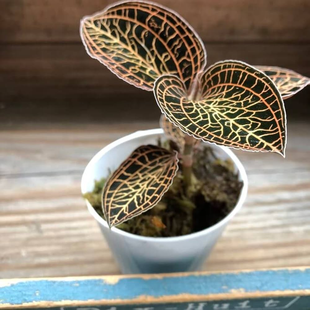 Amazon｜アネクトキルス アルボリネアータス 希少 赤茶色