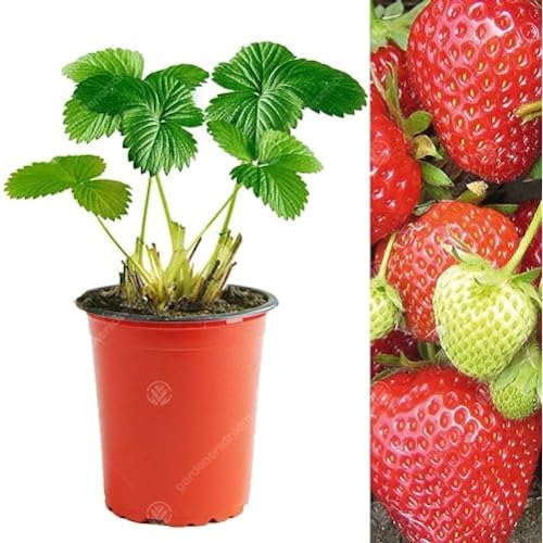 GardenersDream 5 x Cambridge Favourite Strawberry Plants - Bare Root Fruit Trees for Garden Patio - GMO Free Hardy Outdoor Fruit Plants for Spring to Autumn -Garden Ready Bushes (5-10cm)