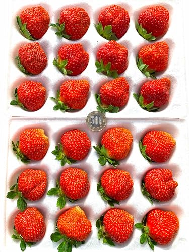 y Ă Specialzō uˁvƖp^Hp SLF 24 I `u₩Ȃ݂݂tbVȉĂ _ƊẪ݂oX _ϔ ̓  Ε C`S uÊ݂݁v Strawberry AvX̍nň