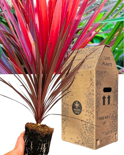Outdoor Garden Ready Cordyline Red Star Plant - 1x Hardy Cabbage Palm Tree for Beds Patios & Containers. Evergreen Perennial Ornamental Plant. Supplied in Large Established Peat Free 2L Rootball