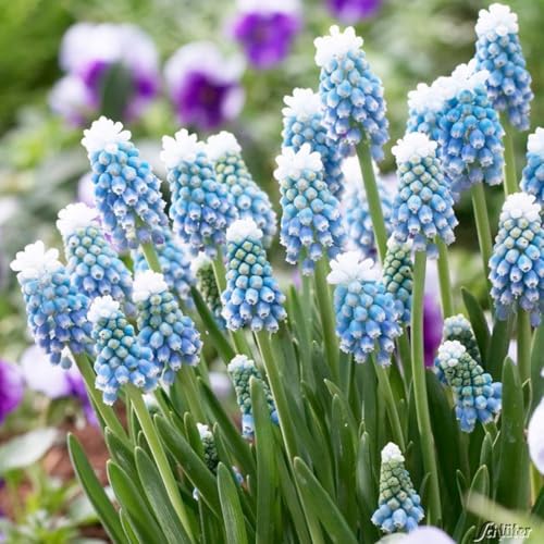 Sfuso Giacinto bulbi,Piante perenni,Giacinto pianta vera,resistenti al freddo,Tagliare,Facile da curare(non artificiali)-6 bulbi-G