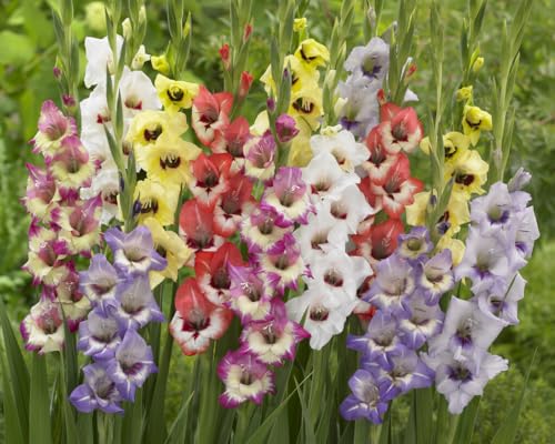 4 Gladiolus Bulbs, Mixed Colors - Sword Lily, Easy to Grow Perennial