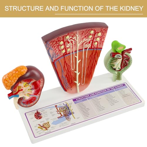 Image of Human Kidney Anatomy Model with Nephron & Glomerulus - 3-Part Renal Structure Model with Base - Medical Anatomical Teaching Model for Students, Nurses, and Clinics