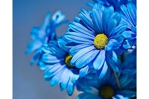 Rare Blue Daisy Seeds: Unlock Winter Beauty and Joy