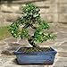 Chinese iep, Dwergiep - Ulmus parvifolia 'Sagei' (Meerstammige boom) | Bloemenpark Chinese iep, Dwergiep - Ulmus parvifolia 'Sagei' (Meerstammige boom) | Bloemenpark