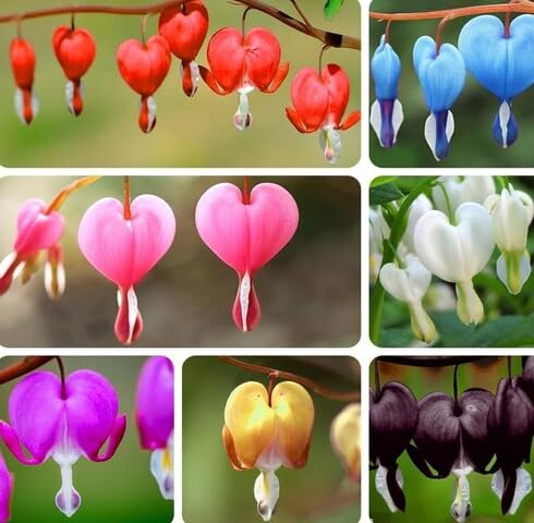 Fresh 100pcs Mixed Bleeding Heart Flower Seeds