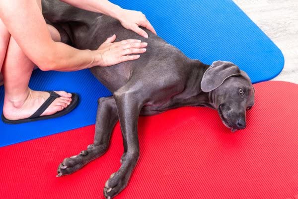 Calming Massage Oil for Dogs - 100 ml | Stress Relief Oils for Dogs (Adult and Pups) 3
