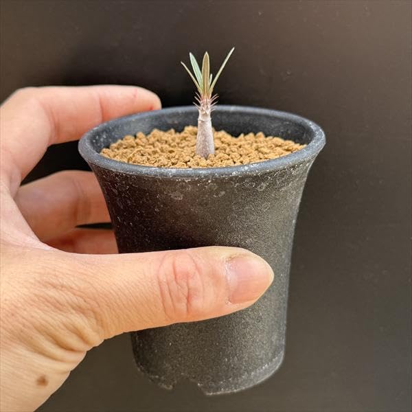 Amazon｜コーデックス：パキポディウム グラキリス 実生 S*｜観葉植物