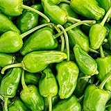 Pimientos DE Padron-100 Seeds (Padron Pepper)- Hot/Sweet/Mild,Spanish Heirloom !