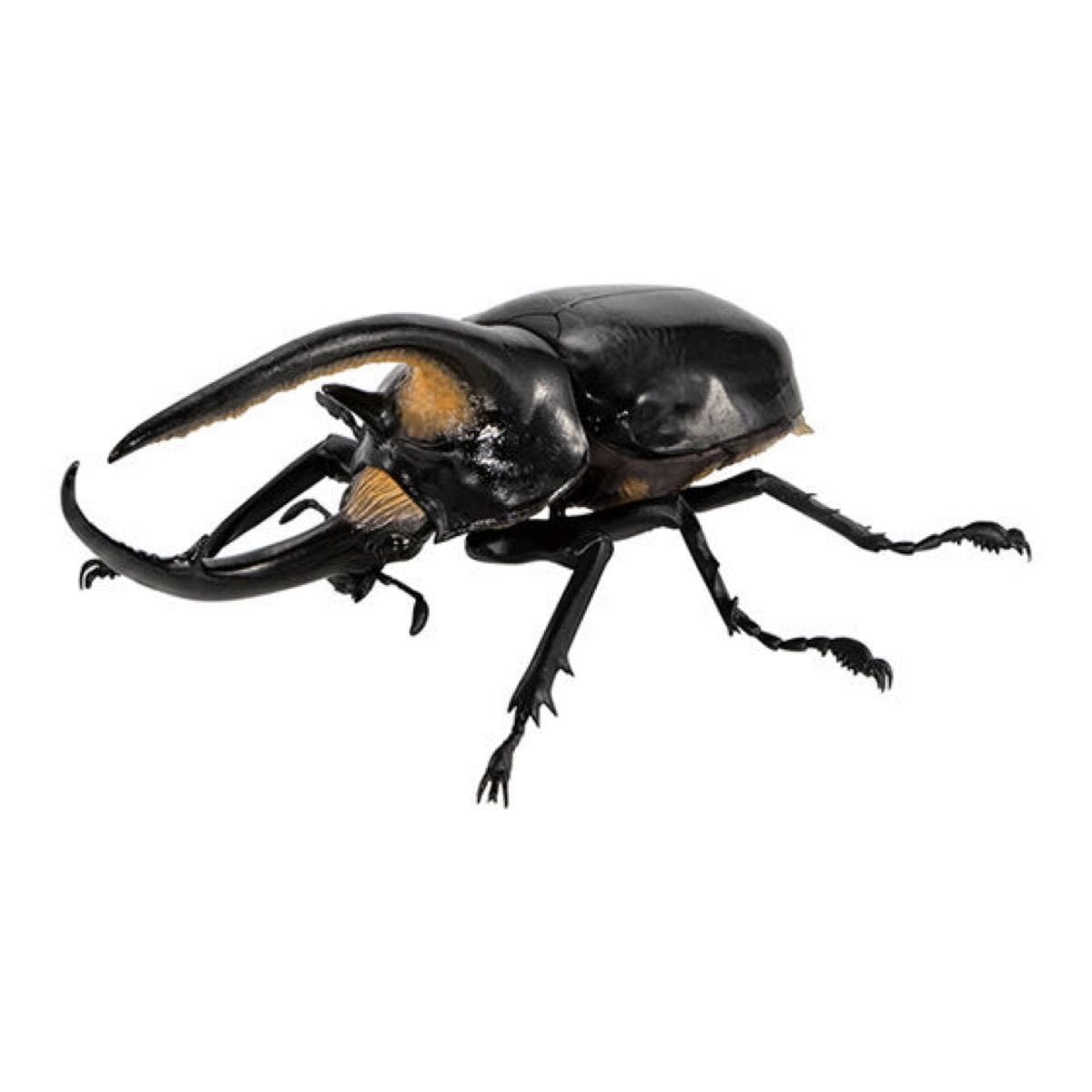 激レア　貴重　モンドムジカ　記念品　トランプ　非売品　バイオリン名作　匿名配送 OKINAWA BICYCLE (MADE IN USA) | 一言草