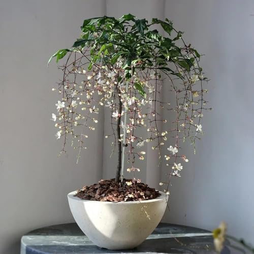 50 piezas Semillas de Clerodendrum Wallichii - prado de flores semillas maceta plantas de interior exóticas Jardín de semillas de jazmín. Decoración de jardín para exterior, plantas