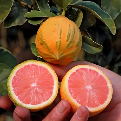 Image of VARIGATED Malta Sweet Mosamb Lemon grafted fruit tree live plant|| For Home garden outdoor & Indoor plant.