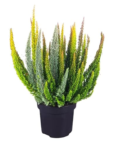 Calluna Mix Planta de Exterior Arbustiva y Resistente - Colores Variables