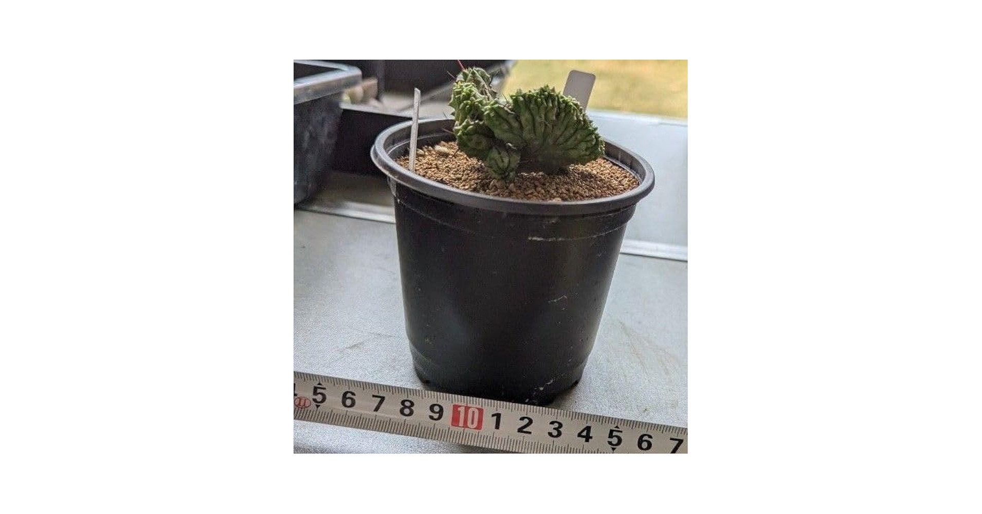 レア多肉植物シリーズ・ユーフォルビア・紅彩閣綴化モンストinわけけのお店 レア多肉植物シリーズ・ユーフォルビア・紅彩閣綴化モンストin