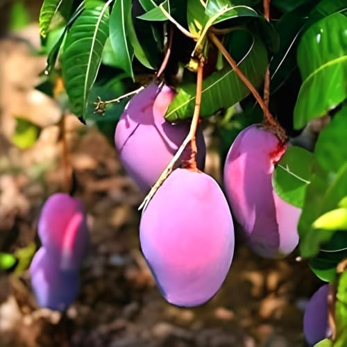 Image of All-Time 12 Months Hybrid Grafted Guti Kolom Live Fruit Plant Original & Authentic Organic Tree for Outdoor Fast-Growing Fruit Plant Home Gardens Pack Of-1 (Purple Original Miyazaki Mango, medium)