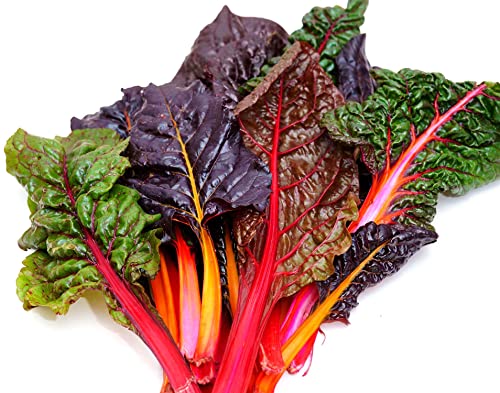 Samen Schenker Swiss Chard Seeds 50 Rainbow Mix Chard Seeds for Planting Vegetables Seeds for Outdoor Indoor Garden Planting Gardening Gift, Green