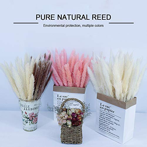 BIGBIGFAMILY Adereços para foto de flores secas, grama de pampas, adequado para casamentos, festas,