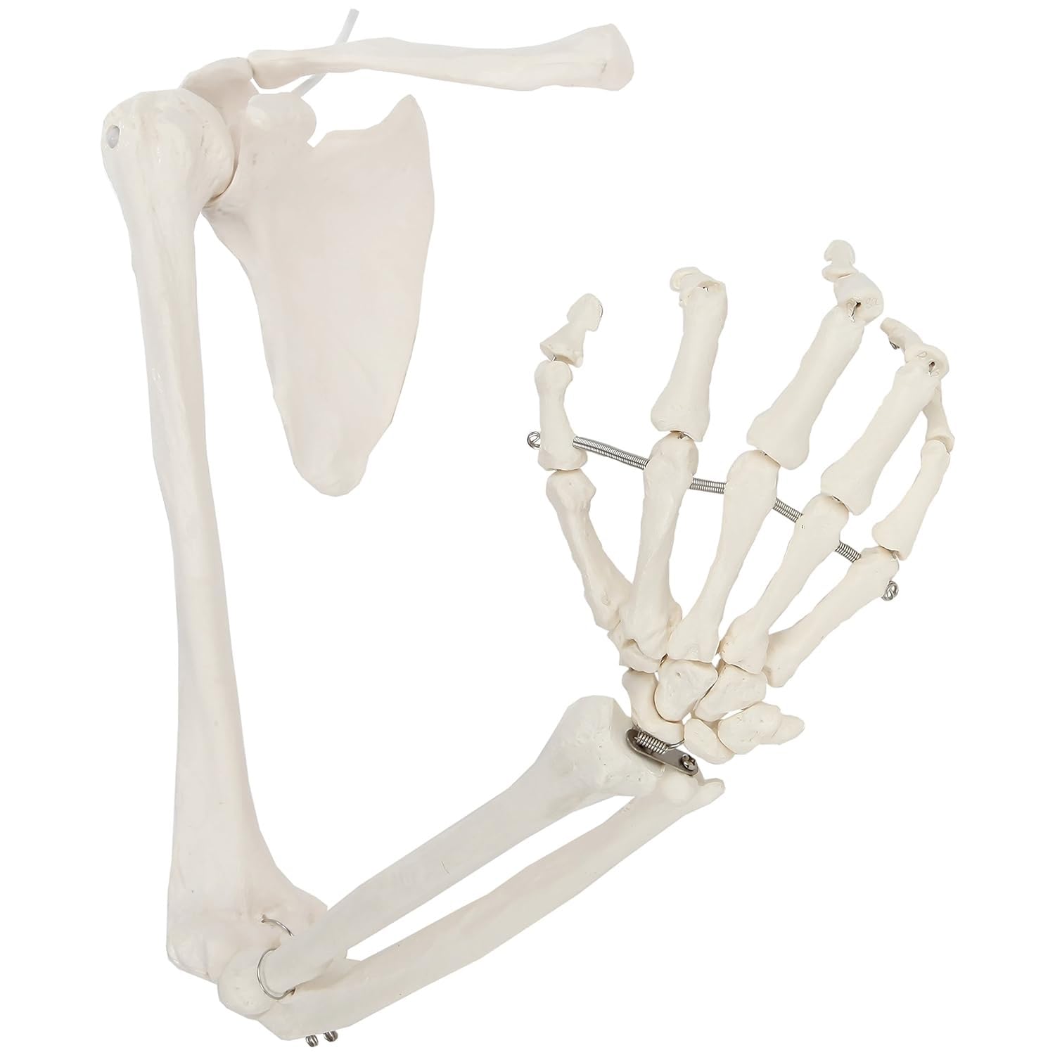 Modello di scheletro del braccio destro, scheletro umano anatomicamente accurato, manuale dettagliato del prodotto for l'aula di scienze Stampi didattici